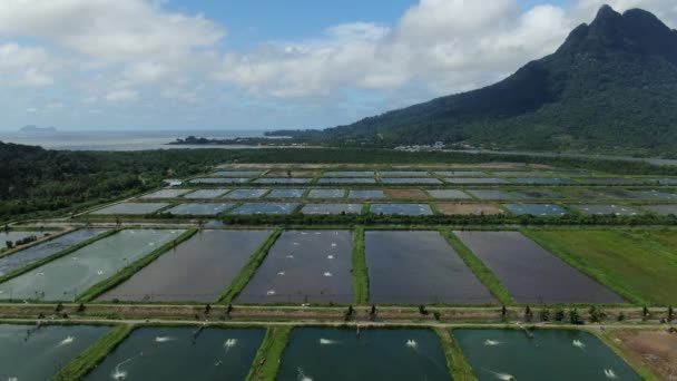 Aerial View Fishery Prawn Farm Santubong Area Sarawak Malaysia — Stock Video