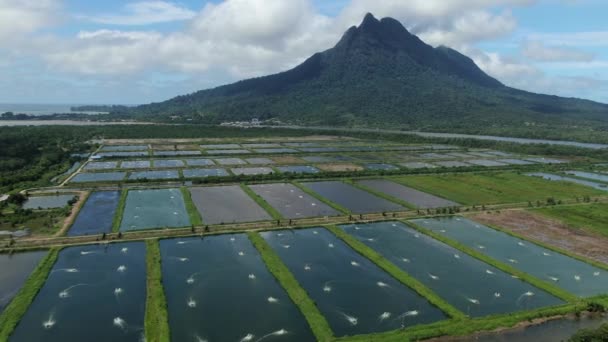 Luftaufnahme Einer Fischerei Und Garnelenfarm Santubong Gebiet Von Sarawak Malaysia — Stockvideo