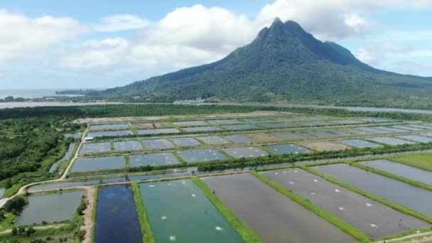 Aerial View Fishery Prawn Farm Santubong Area Sarawak Malaysia — Stock Video