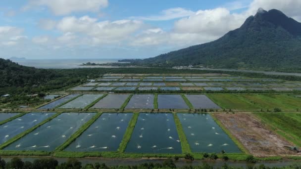 Flygfoto Över Fiske Och Räkodling Santubong Området Sarawak Malaysia — Stockvideo