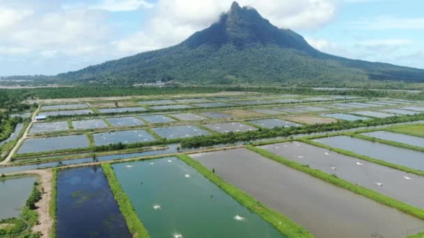 Sarawak Malezya Nın Santubong Bölgesinde Bir Balıkçılık Karides Çiftliğinin Havadan — Stok video