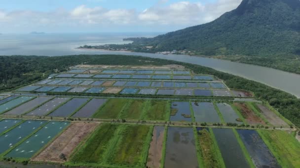 Aerial View Fishery Prawn Farm Santubong Area Sarawak Malaysia — Stock Video