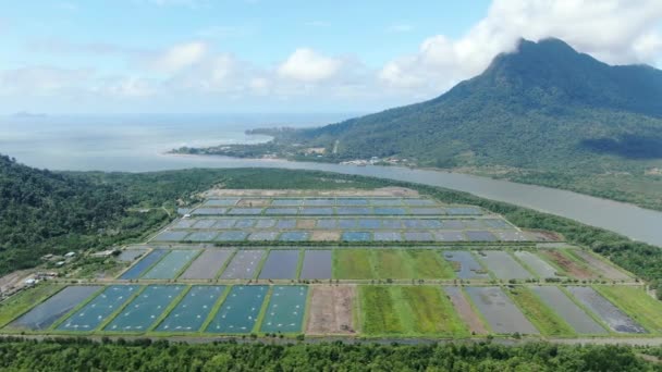 Sarawak Malezya Nın Santubong Bölgesinde Bir Balıkçılık Karides Çiftliğinin Havadan — Stok video