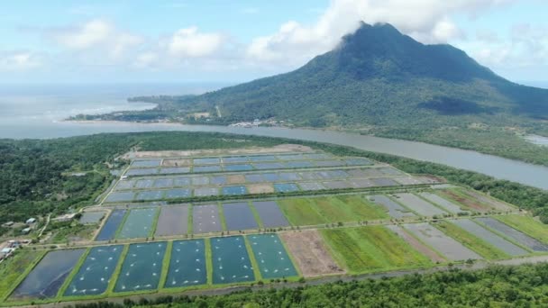 Aerial View Fishery Prawn Farm Santubong Area Sarawak Malaysia — Stock Video