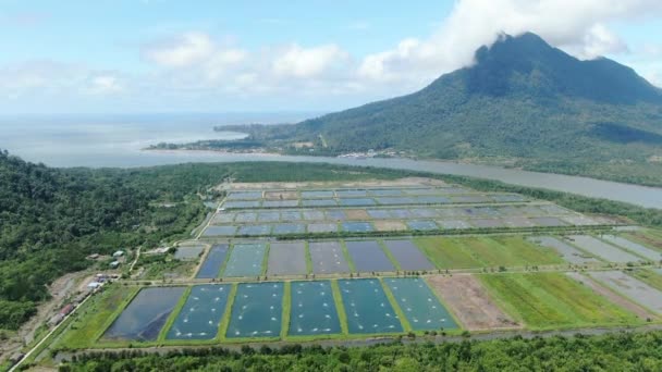 Vue Aérienne Une Ferme Pêche Crevettes Dans Région Santubong Sarawak — Video