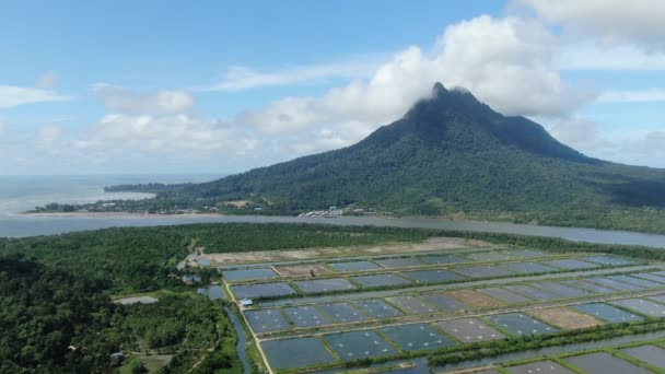 Veduta Aerea Azienda Pesca Gamberetti Nella Zona Santubong Del Sarawak — Video Stock