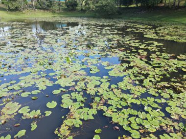 Göl kenarındaki nilüferlerin yukarıdan görünüşü.