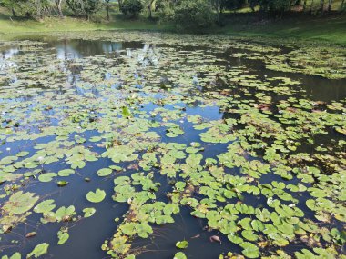 Göl kenarındaki nilüferlerin yukarıdan görünüşü.