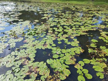 Göl kenarındaki nilüferlerin yukarıdan görünüşü.