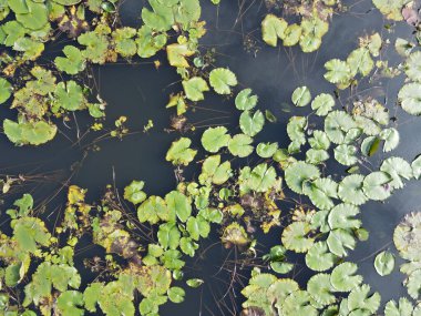 Göl kenarındaki nilüferlerin yukarıdan görünüşü.