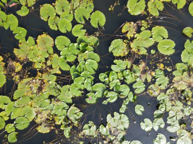 Göl kenarındaki nilüferlerin yukarıdan görünüşü.