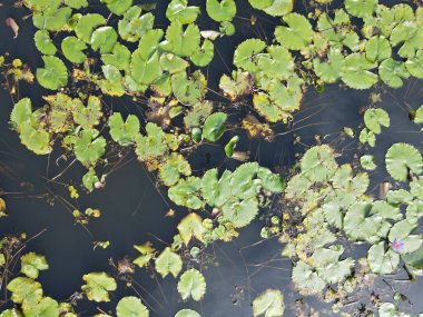 Göl kenarındaki nilüferlerin yukarıdan görünüşü.