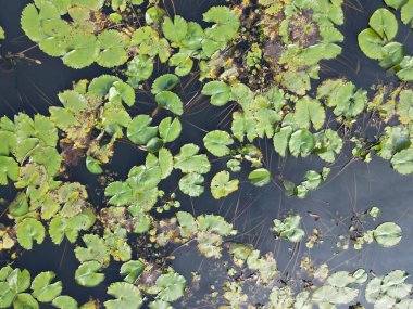 Göl kenarındaki nilüferlerin yukarıdan görünüşü.
