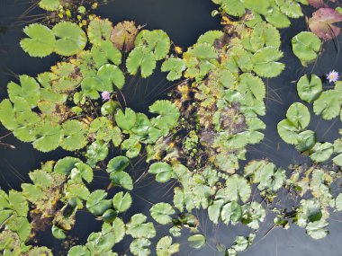 Göl kenarındaki nilüferlerin yukarıdan görünüşü.