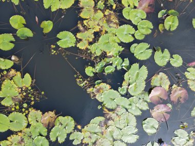 Göl kenarındaki nilüferlerin yukarıdan görünüşü.