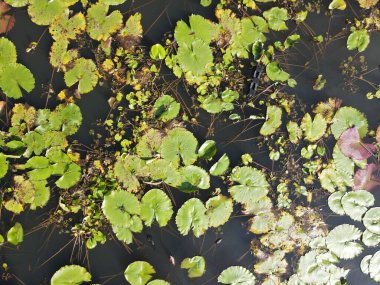 Göl kenarındaki nilüferlerin yukarıdan görünüşü.