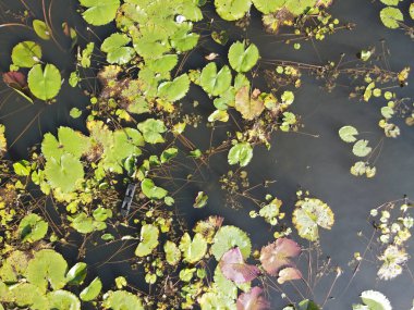 Göl kenarındaki nilüferlerin yukarıdan görünüşü.