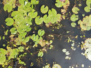 Göl kenarındaki nilüferlerin yukarıdan görünüşü.