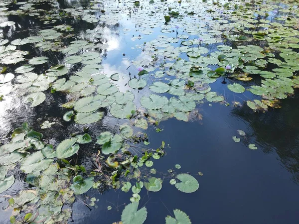 Повітряний Вид Зверху Вниз Водяні Лілії Озерному Ставку — стокове фото