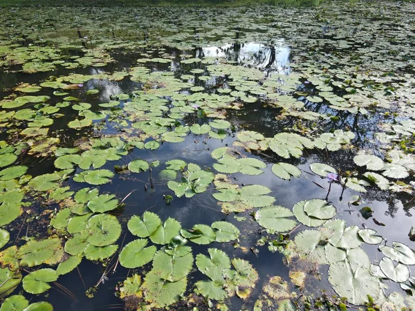 Une Vue Aérienne Haut Vers Bas Des Nénuphars Sur Étang — Photo