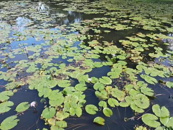 Sebuah Atas Udara Bawah Melihat Bunga Lili Air Danau Kolam — Stok Foto