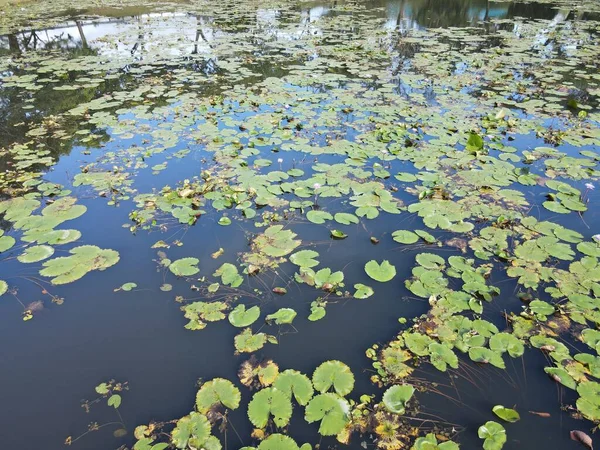 Sebuah Atas Udara Bawah Melihat Bunga Lili Air Danau Kolam — Stok Foto