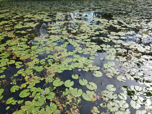 池に浮かぶ睡蓮の空上からの眺め — ストック写真
