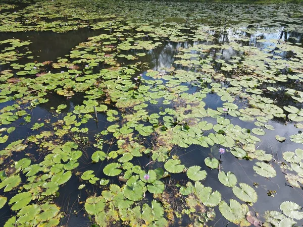 Une Vue Aérienne Haut Vers Bas Des Nénuphars Sur Étang — Photo