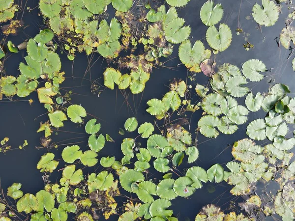 Sebuah Atas Udara Bawah Melihat Bunga Lili Air Danau Kolam — Stok Foto