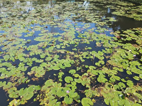 Повітряний Вид Зверху Вниз Водяні Лілії Озерному Ставку — стокове фото