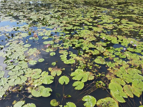 Sebuah Atas Udara Bawah Melihat Bunga Lili Air Danau Kolam — Stok Foto