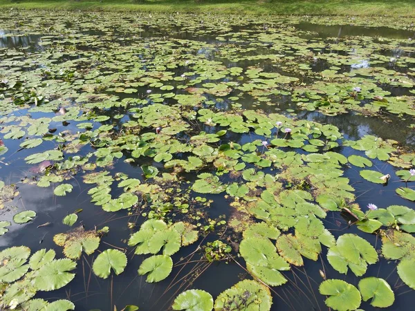 Повітряний Вид Зверху Вниз Водяні Лілії Озерному Ставку — стокове фото