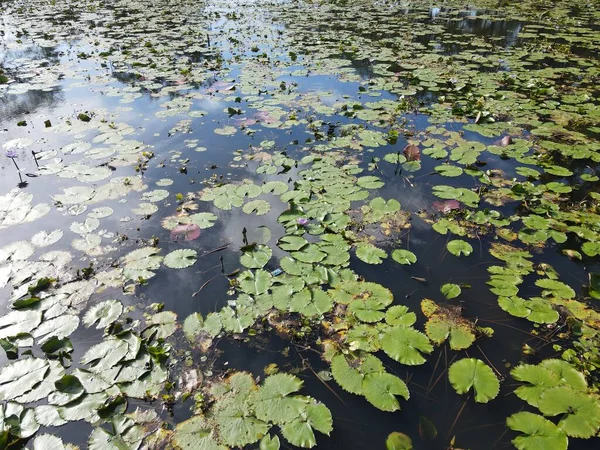 Une Vue Aérienne Haut Vers Bas Des Nénuphars Sur Étang — Photo