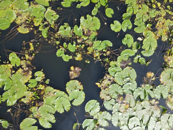 Sebuah Atas Udara Bawah Melihat Bunga Lili Air Danau Kolam — Stok Foto