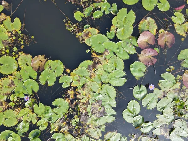 Sebuah Atas Udara Bawah Melihat Bunga Lili Air Danau Kolam — Stok Foto