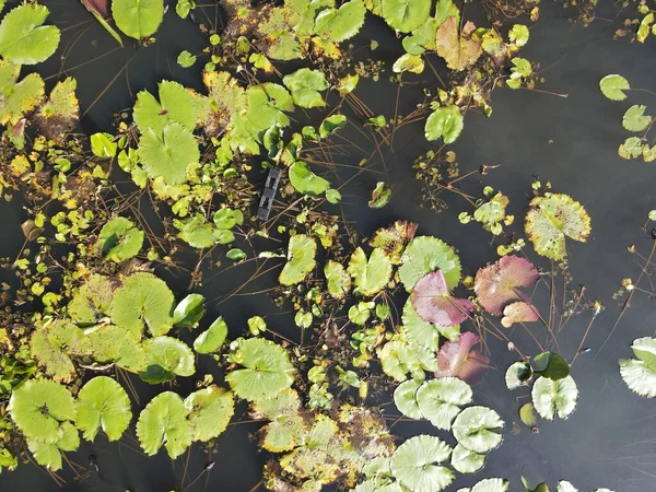 Sebuah Atas Udara Bawah Melihat Bunga Lili Air Danau Kolam — Stok Foto