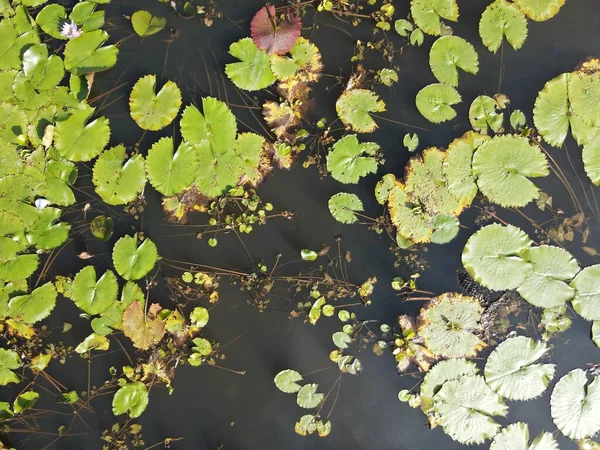 Een Antenne Top Omlaag Uitzicht Van Waterhoudende Lelies Een Plas — Stockfoto