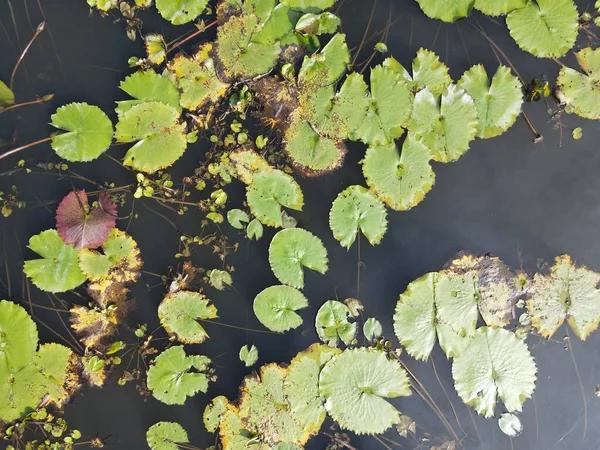 Een Antenne Top Omlaag Uitzicht Van Waterhoudende Lelies Een Plas — Stockfoto