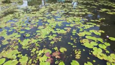 Göl kenarındaki nilüferlerin yukarıdan görünüşü.