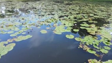 Göl kenarındaki nilüferlerin yukarıdan görünüşü.
