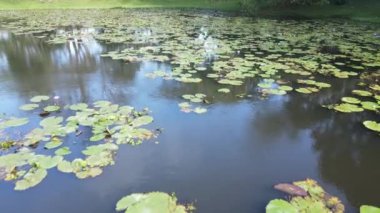 Göl kenarındaki nilüferlerin yukarıdan görünüşü.