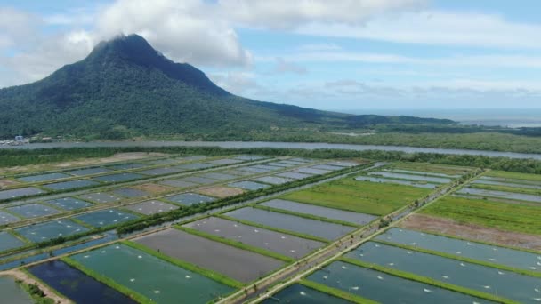 Vue Aérienne Une Ferme Pêche Crevettes Dans Région Santubong Sarawak — Video