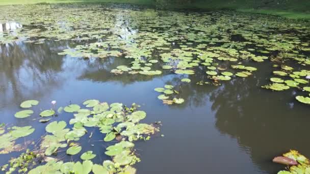 Una Vista Aérea Arriba Hacia Abajo Los Lirios Agua Lago — Vídeos de Stock