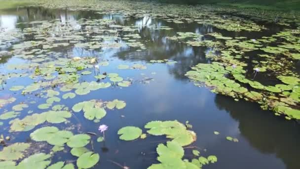 Aerial Top View Water Lilies Lake Pond — Stock Video