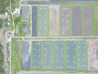 Sarawak, Malezya 'nın Santubong bölgesinde bir balıkçılık ve karides çiftliğinin havadan görünüşü