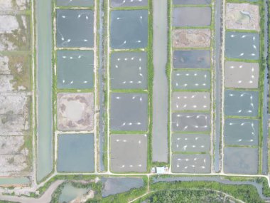 Sarawak, Malezya 'nın Santubong bölgesinde bir balıkçılık ve karides çiftliğinin havadan görünüşü