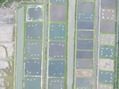 Sarawak, Malezya 'nın Santubong bölgesinde bir balıkçılık ve karides çiftliğinin havadan görünüşü