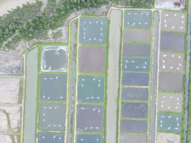 Sarawak, Malezya 'nın Santubong bölgesinde bir balıkçılık ve karides çiftliğinin havadan görünüşü