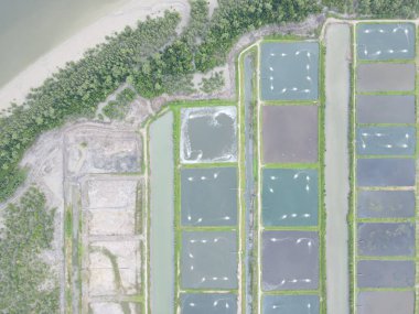 Sarawak, Malezya 'nın Santubong bölgesinde bir balıkçılık ve karides çiftliğinin havadan görünüşü