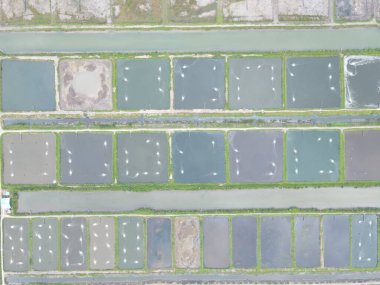 Sarawak, Malezya 'nın Santubong bölgesinde bir balıkçılık ve karides çiftliğinin havadan görünüşü